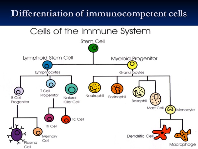 Differentiation of immunocompetent cells